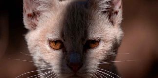 Aumentan zonas de concentración de gatos callejeros en Morelia