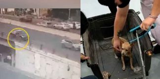 #VIDEO | #EnMéxico: Agente ministerial salva a un hombre y a su perrito de un puente; evitó una tragedia