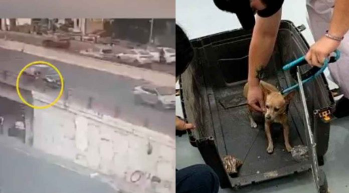 #VIDEO | #EnMéxico: Agente ministerial salva a un hombre y a su perrito de un puente; evitó una tragedia