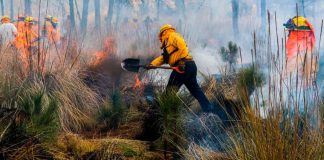 En México 114 incendios forestales activos, reporta CNPC