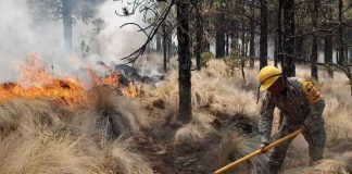 #VIDEO | Avanza el combate a incendio forestal en el Cofre de Perote; control alcanza 40% #México