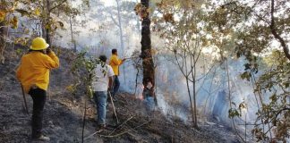 Pronta denuncia de incendios podría salvar la vida de cientos de animales