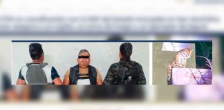 #Video | Incautan jaguar en domicilio; detienen al propietario por tentativa de homicidio #México