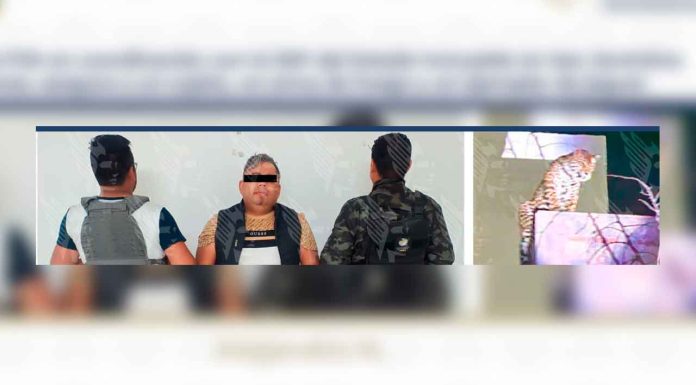 #Video | Incautan jaguar en domicilio; detienen al propietario por tentativa de homicidio #México