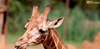 Nace nuevo ejemplar de Jirafa en el Zoológico de Morelia