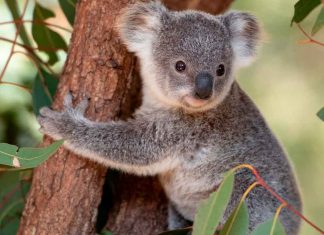 #VIDEO | Más de 700 koalas muertos por implementación de eutanasia humanitaria; aparentemente para salvarlos de incendios #Internacional