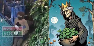 #VIDEO | Surge #LadyPlantas en Morelia; fue captada robando macetas en La Colina