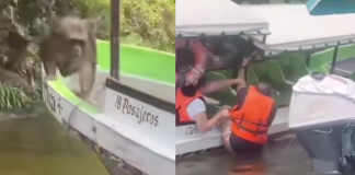 #VIDEO | #EnMéxico: Mono causa pánico en turistas que paseaban en lancha; huyeron como en el Titanic
