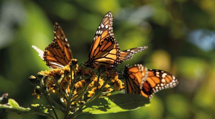 #VIDEO | Michoacán necesita de ti, hoy último día para votar en Lo Mejor de México