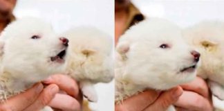 #Video | Científicos ‘reviven’ al Lobo Terrible, extinto hace 13 mil años