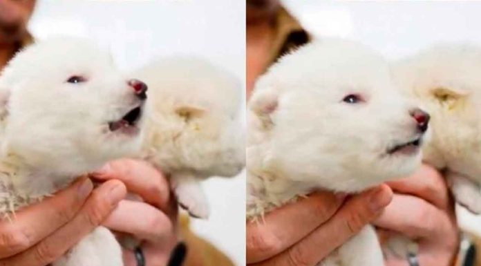 #Video | Científicos ‘reviven’ al Lobo Terrible, extinto hace 13 mil años