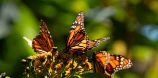 No olvides votar por Michoacán y sus riquezas en Lo Mejor de México 2025