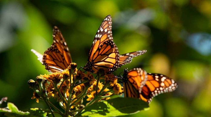 No olvides votar por Michoacán y sus riquezas en Lo Mejor de México 2025