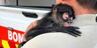 #VIDEO | Rescatan a mono araña bebé que deambulaba por las calles de Tlaquepaque