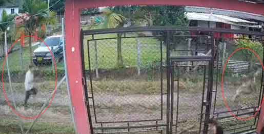 #VIDEO | Menor logra escapar, con sus manos atadas, de pastor cristiano que habría abusado de ella