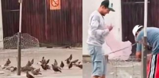 #VIDEO | #EnMéxico: Exhiben a hombres capturando palomas; se desconoce el destino de las aves