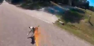 #VIDEO | Hombre se graba disparando gas pimienta a perro en la carretera