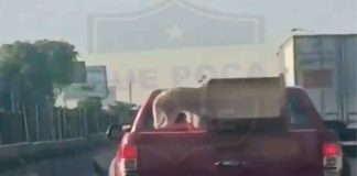 #Video | Genera indignación en redes video de perrito transportado sin medidas de seguridad sobre la autopista México-Querétaro