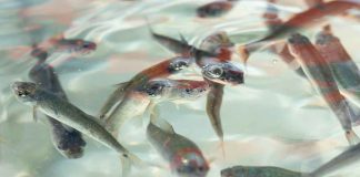 Pescado blanco en vías de obtener protección de indicación geográfica: ICTI