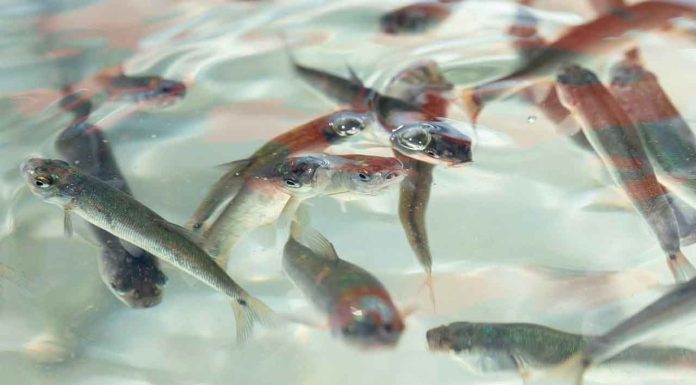 Pescado blanco en vías de obtener protección de indicación geográfica: ICTI