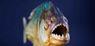 Pirañas atacan a más de 17 personas en el Embalse San Pedro de Tumeremo