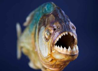 Pirañas atacan a más de 17 personas en el Embalse San Pedro de Tumeremo