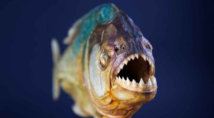 Pirañas atacan a más de 17 personas en el Embalse San Pedro de Tumeremo