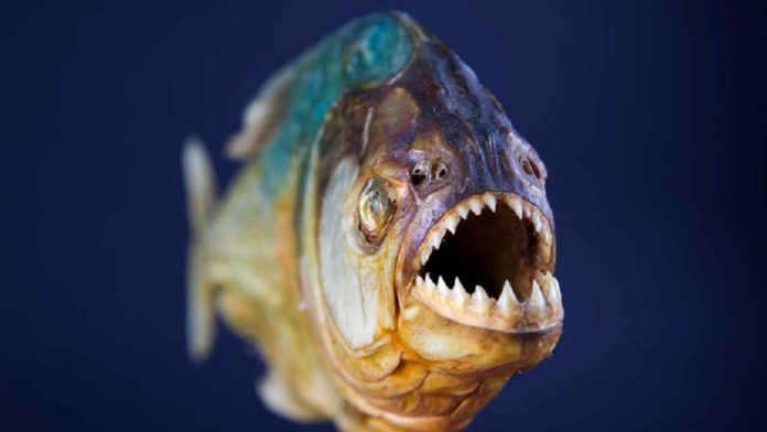 pirana