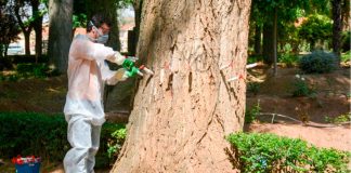 Se han podado más de 7 mil árboles enfermos en Morelia