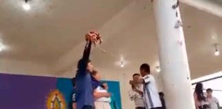 #Video | Polémica en Michoacán por concurso con pollo vivo durante fiesta purépecha “Tsinskua”; el animal fue jaloneado hasta morir
