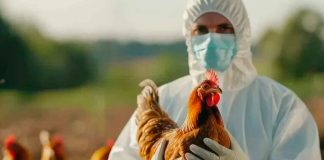 Secretaría de Salud confirma el primer caso humano de influenza aviar en México; se trata de una niña de 3 años