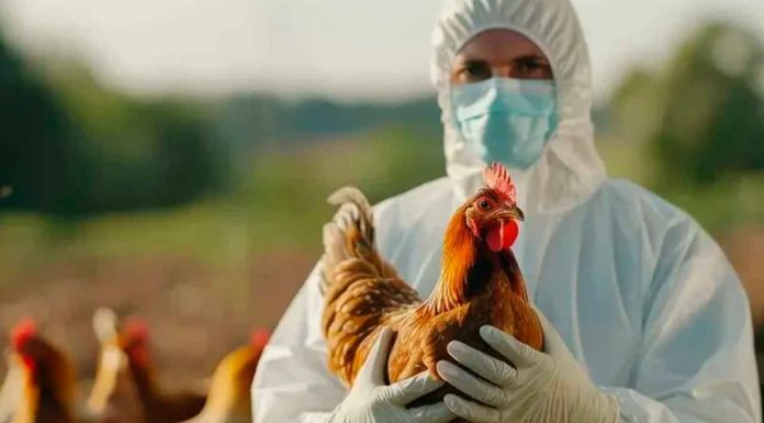 Secretaría de Salud confirma el primer caso humano de influenza aviar en México; se trata de una niña de 3 años