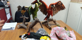 Profepa asegura 24 ejemplares de vida silvestre en Oaxaca; entre ellos dos sin vida y cuatro en taxidermia