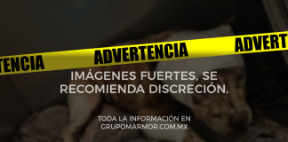 #Video #Imágenes Fuertes | “Hope” una perrita víctima de maltrato animal fue quemada viva; tras su muerte exigen justicia #México