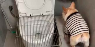 #Video | Perrito entrenado hace sus necesidades en inodoro como un humano; su hazaña genera admiración en redes