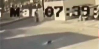 Cruel asesinato de una gatita a manos de presunto funcionario de la FGR #Nacional