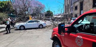 Cae árbol sobre 2 autos cerca de la Parroquia de Mater Dolorosa, en Morelia