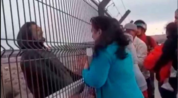 #Video | Hombre asesina a la pareja de su hija y se quita la vida al arrojarse desde un puente