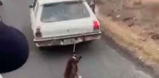 #Video | Maltratan a un perro amarrándolo a la defensa trasera de un carro