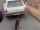 #Video | Maltratan a un perro amarrándolo a la defensa trasera de un carro