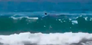 #Video | Turista muere tras ataque de tiburón en Hadera, Israel