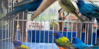 Zoológico de Morelia resguarda especies tras decomiso en tianguis de Morelia