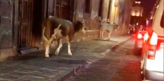 #Video | Reportan vacas sobre la Ave. Madero rumbo a la Catedral de Morelia