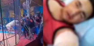 #VIDEO #ImágenesFuertes | Tigre blanco ataca a su domador durante espectáculo en Egipto #Internacional