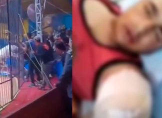 #VIDEO #ImágenesFuertes | Tigre blanco ataca a su domador durante espectáculo en Egipto #Internacional