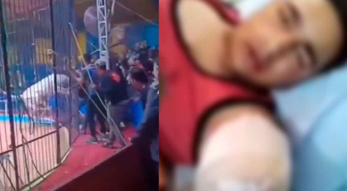 #VIDEO #ImágenesFuertes | Tigre blanco ataca a su domador durante espectáculo en Egipto #Internacional