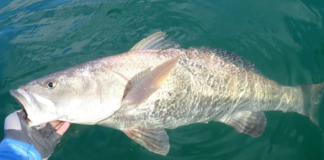 Gobierno de México asegura lancha y productos de totoaba; hay cinco personas detenidas