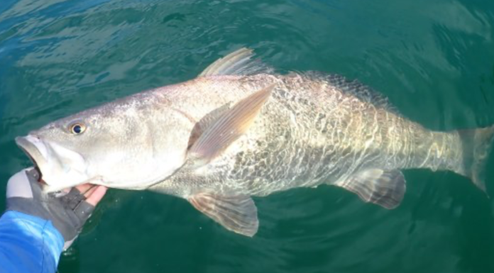 Gobierno de México asegura lancha y productos de totoaba; hay cinco personas detenidas