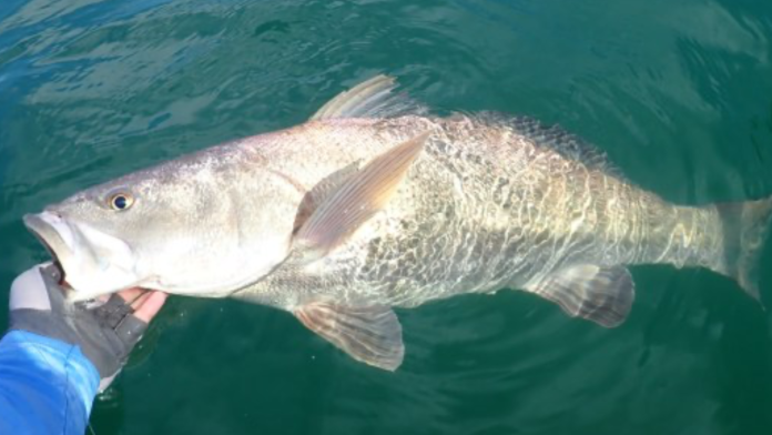 totoaba