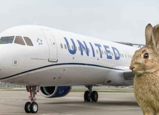#Viral | Vuelo de United Airlines aterriza de emergencia tras incidente con un animal en Denver
